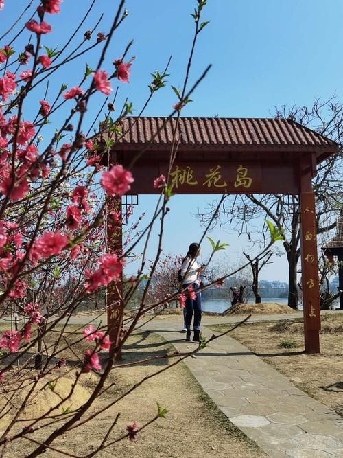 桃花论坛新域名(桃花岛论坛桃花岛论坛)