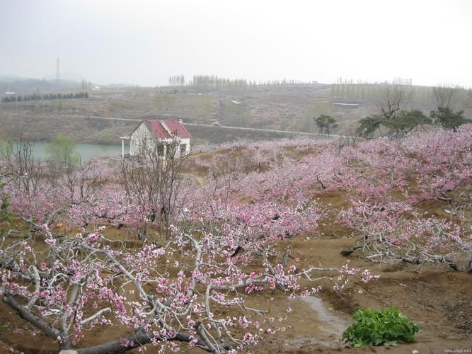 桃花论坛新域名(桃花岛论坛桃花岛论坛)