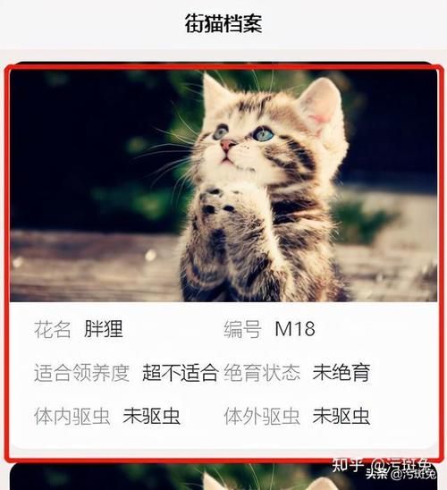 猫咪子域名？猫咪域名无法使用