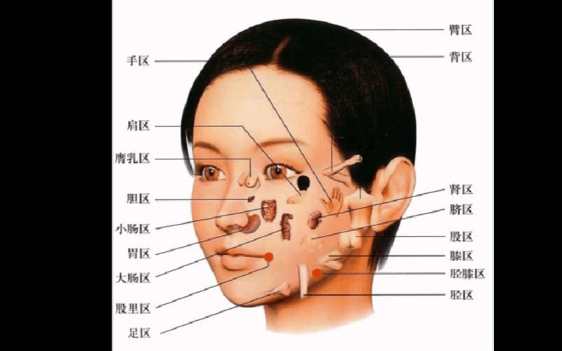 面部区域名称？医学上脸部各个区域的划分和具体名称都是什么